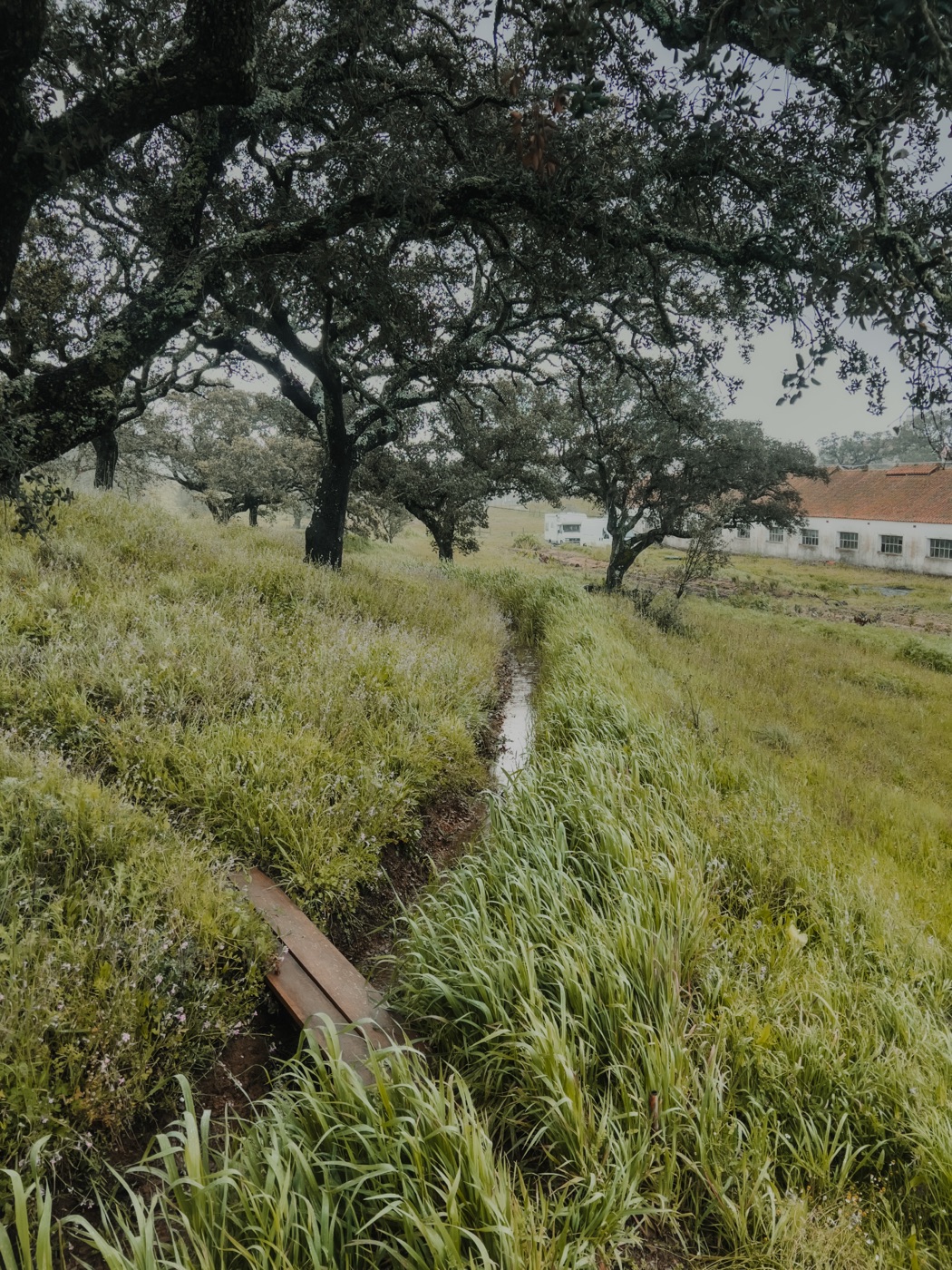 Water retention under cork oaks — building climate resilience through landscape design