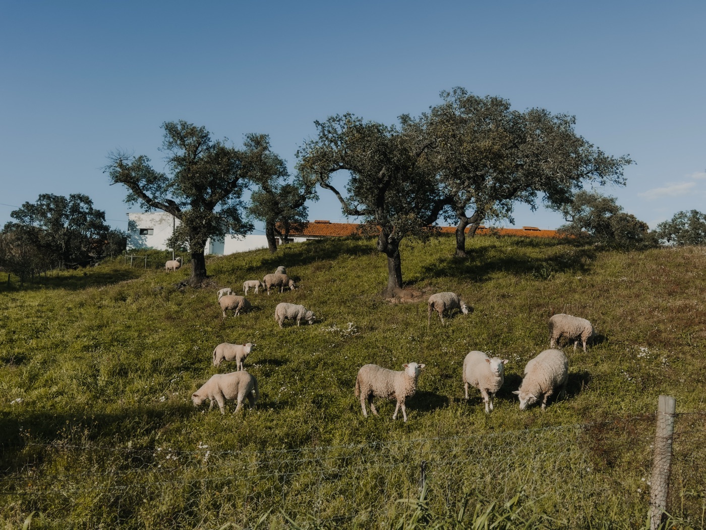 Sheep as managed grazers under cork oaks — keystone species in a regenerative landscape