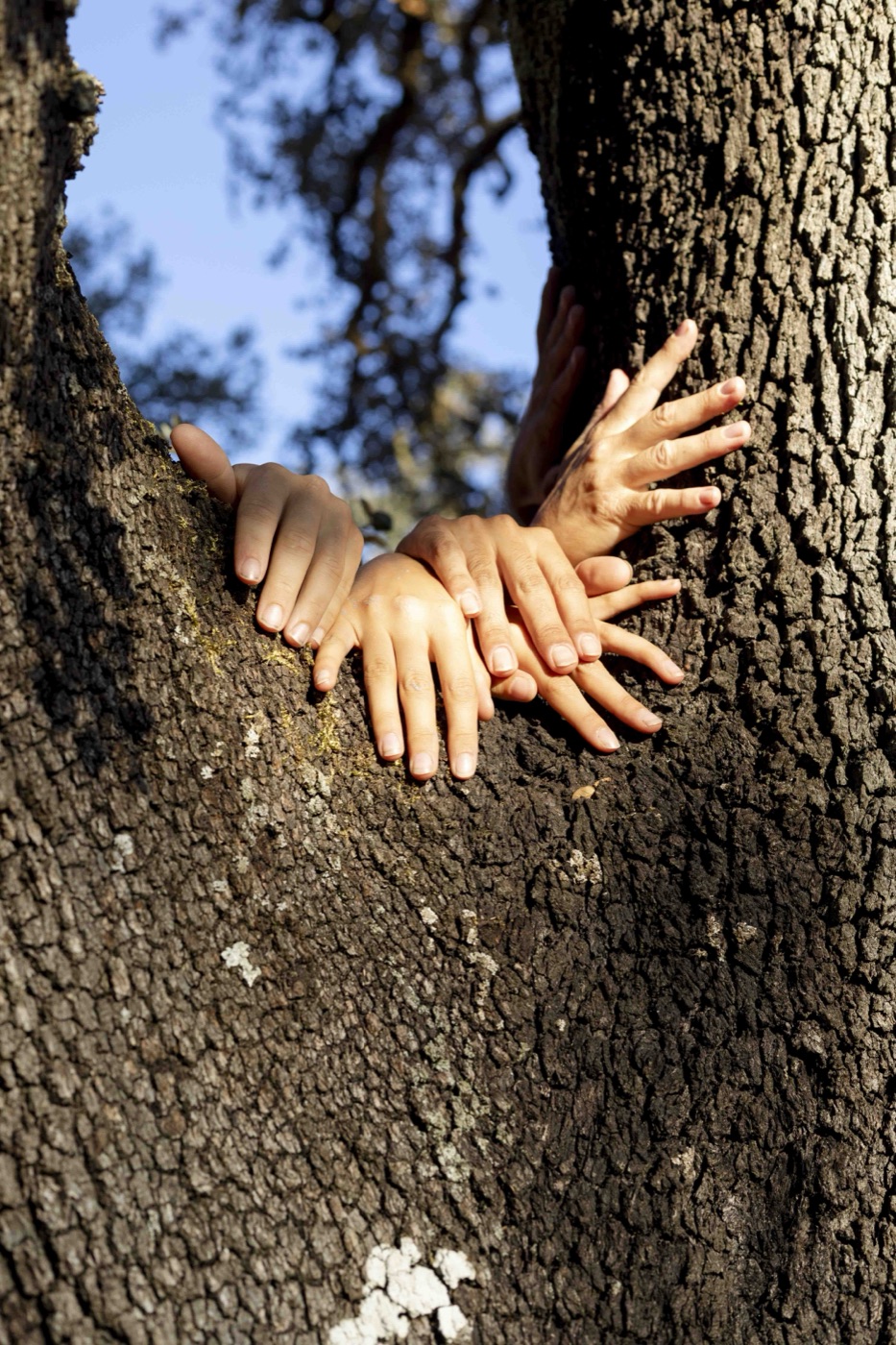 Hands on a tree — the regenerative commons manifesto in spirit