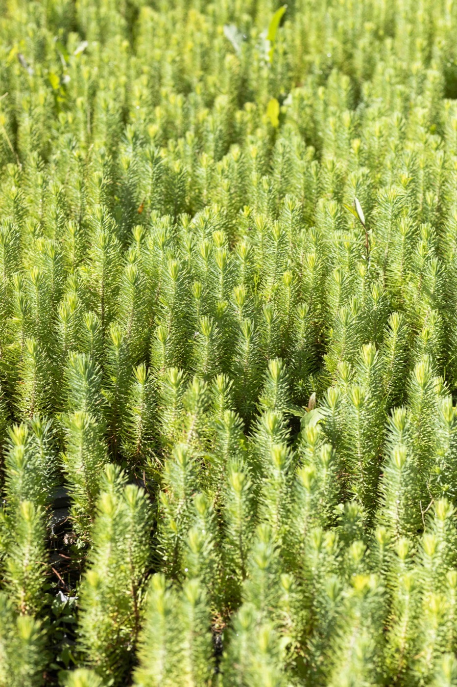 New life emerging — seedlings growing as a response to species loss and extinction