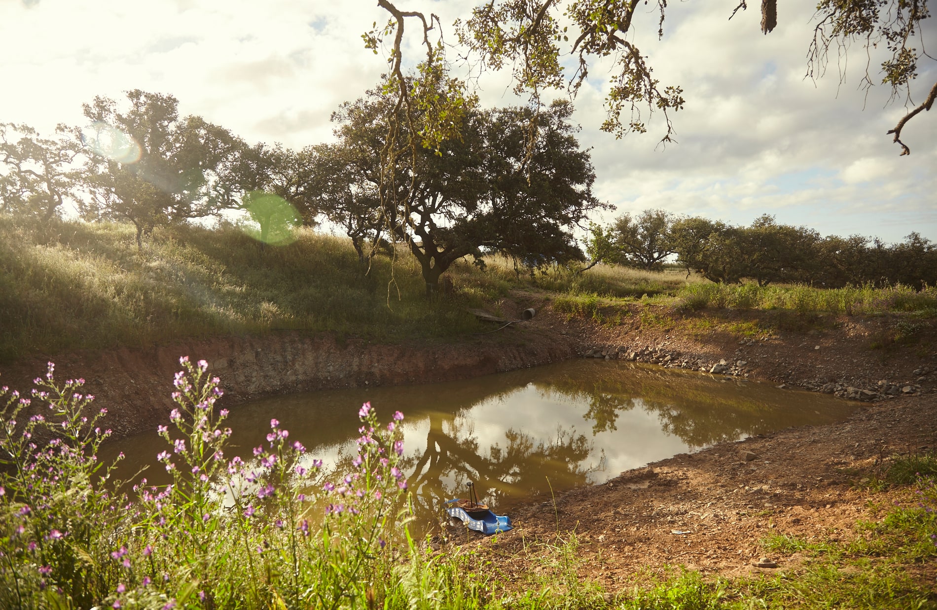 Water retention landscapes at Traditional Dream Factory