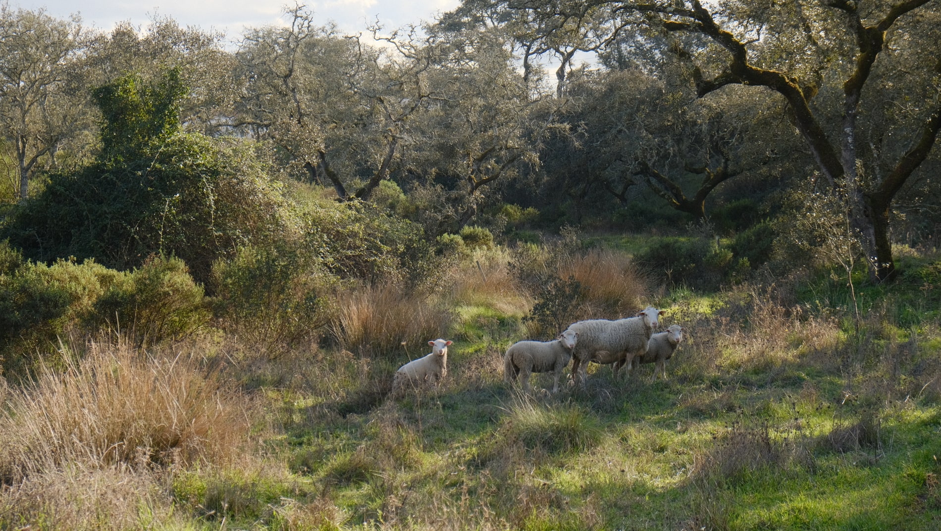 Agroforestry and regenerative agriculture at Traditional Dream Factory